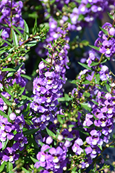 Sungelonia Blue Angelonia (Angelonia angustifolia 'Sungelonia Blue') at Lakeshore Garden Centres