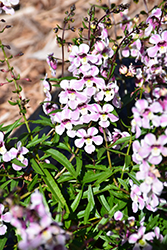 Pinstripe Vintage Pink Angelonia (Angelonia angustifolia 'Pinstripe Vintage Pink') at Lakeshore Garden Centres