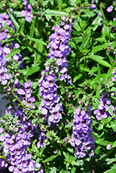 Serena Blue Angelonia (Angelonia angustifolia 'PAS1141443') at Lakeshore Garden Centres