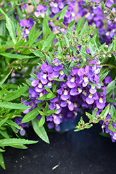 AngelMist Spreading Bluebird Angelonia (Angelonia angustifolia 'Balangspird') at Lakeshore Garden Centres