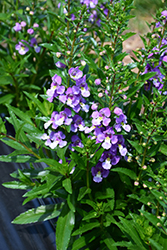Archangel Blue Bicolor Angelonia (Angelonia angustifolia 'Balarclubi') at Lakeshore Garden Centres