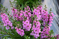 Archangel Pink Angelonia (Angelonia angustifolia 'Balarcorpin') at Lakeshore Garden Centres