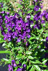 Angelina Dark Purple Angelonia (Angelonia angustifolia 'Angelina Dark Purple') at Lakeshore Garden Centres