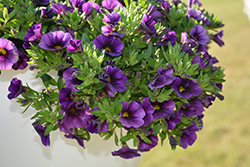 Lindura Dark Blue Calibrachoa (Calibrachoa 'Lindura Dark Blue') at Lakeshore Garden Centres