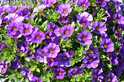 Unique Blue Violet Calibrachoa (Calibrachoa 'Unique Blue Violet') at Lakeshore Garden Centres