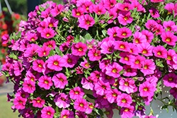Unique Dark Pink Calibrachoa (Calibrachoa 'Unique Dark Pink') at Lakeshore Garden Centres