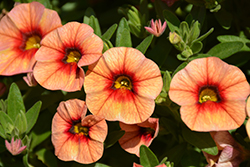 Unique Mango Punch Calibrachoa (Calibrachoa 'Unique Mango Punch') at Lakeshore Garden Centres