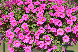 Unique Pink Calibrachoa (Calibrachoa 'Unique Pink') at Lakeshore Garden Centres