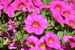 Unique Pink Calibrachoa (Calibrachoa 'Unique Pink') at Lakeshore Garden Centres