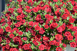 Superbells Double Ruby Calibrachoa (Calibrachoa 'USCAL83901') at Lakeshore Garden Centres