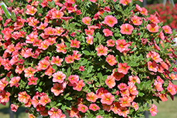 Superbells Tropical Sunrise Calibrachoa (Calibrachoa 'INCALTRSUN') at Lakeshore Garden Centres