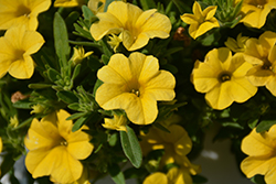 Calipetite Yellow Calibrachoa (Calibrachoa 'Calipetite Yellow') at Lakeshore Garden Centres