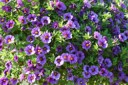 Million Bells Mounding Blue Calibrachoa (Calibrachoa 'Million Bells Mounding Blue') at Lakeshore Garden Centres