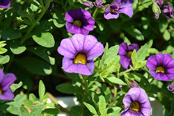 Million Bells Mounding Blue Calibrachoa (Calibrachoa 'Million Bells Mounding Blue') at Lakeshore Garden Centres