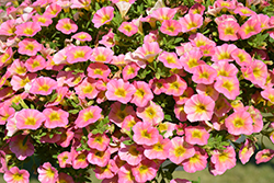 Callie Pink Morn Calibrachoa (Calibrachoa 'Callie Pink Morn') at Lakeshore Garden Centres