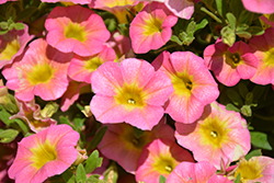 Callie Pink Morn Calibrachoa (Calibrachoa 'Callie Pink Morn') at Lakeshore Garden Centres