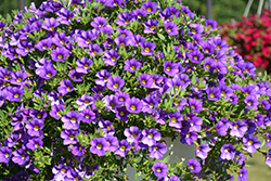 Calitastic Indigo Calibrachoa (Calibrachoa 'Wescain') at Lakeshore Garden Centres