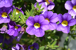 Calitastic Indigo Calibrachoa (Calibrachoa 'Wescain') at Lakeshore Garden Centres