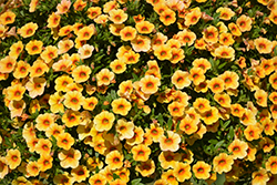 Calitastic Mango Calibrachoa (Calibrachoa 'Wescacalisman') at Lakeshore Garden Centres