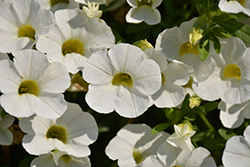 Calitastic White Calibrachoa (Calibrachoa 'Wecacaliwe') at Lakeshore Garden Centres