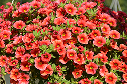 Calitastic Papaya Calibrachoa (Calibrachoa 'Wescacalispa') at Lakeshore Garden Centres