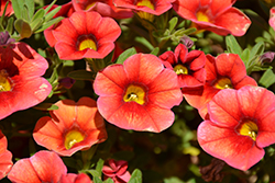 Calitastic Papaya Calibrachoa (Calibrachoa 'Wescacalispa') at Lakeshore Garden Centres