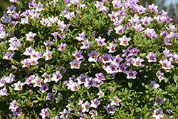 Calitastic Ice Blue Calibrachoa (Calibrachoa 'Wescaicbl') at Lakeshore Garden Centres