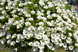 Callie White Calibrachoa (Calibrachoa 'Callie White') at Lakeshore Garden Centres