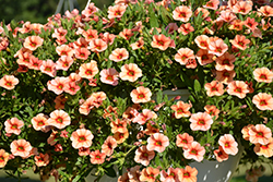 Callie Peach Calibrachoa (Calibrachoa 'Callie Peach') at Lakeshore Garden Centres