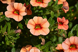Callie Peach Calibrachoa (Calibrachoa 'Callie Peach') at Lakeshore Garden Centres
