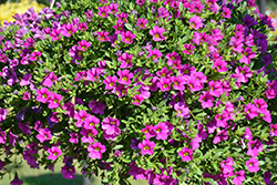 Million Bells Trailing Pink Calibrachoa (Calibrachoa 'Million Bells Trailing Pink') at Lakeshore Garden Centres