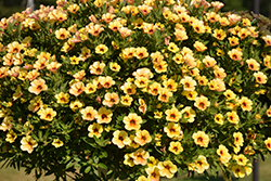 Million Bells Mounding Tropical Delight Calibrachoa (Calibrachoa 'Million Bells Mounding Tropical Delight') at Lakeshore Garden Centres
