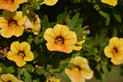 Million Bells Mounding Tropical Delight Calibrachoa (Calibrachoa 'Million Bells Mounding Tropical Delight') at Lakeshore Garden Centres
