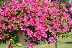 Million Bells Mounding Compact Brilliant Pink Calibrachoa (Calibrachoa 'Million Bells Mounding Compact Brilliant Pink') at Lakeshore Garden Centres
