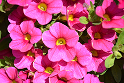 Million Bells Mounding Compact Brilliant Pink Calibrachoa (Calibrachoa 'Million Bells Mounding Compact Brilliant Pink') at Lakeshore Garden Centres
