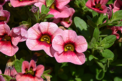 Superbells Strawberry Punch Calibrachoa (Calibrachoa 'USCAL58205') at Lakeshore Garden Centres