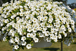 Unique White Calibrachoa (Calibrachoa 'Unique White') at Lakeshore Garden Centres