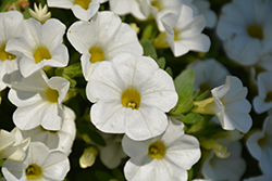 Unique White Calibrachoa (Calibrachoa 'Unique White') at Lakeshore Garden Centres