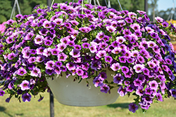 Unique Lilac Calibrachoa (Calibrachoa 'Unique Lilac') at Lakeshore Garden Centres