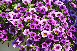 Unique Lilac Calibrachoa (Calibrachoa 'Unique Lilac') at Lakeshore Garden Centres