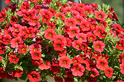 Unique Dark Red Calibrachoa (Calibrachoa 'Unique Dark Red') at Lakeshore Garden Centres