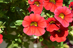 Unique Dark Red Calibrachoa (Calibrachoa 'Unique Dark Red') at Lakeshore Garden Centres