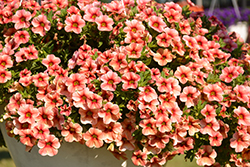 Volcano Sunset Calibrachoa (Calibrachoa 'Volcano Sunset') at Lakeshore Garden Centres