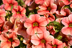 Volcano Sunset Calibrachoa (Calibrachoa 'Volcano Sunset') at Lakeshore Garden Centres