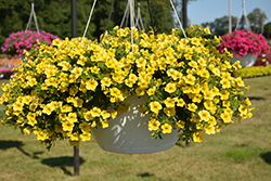 Lindura Yellow Calibrachoa (Calibrachoa 'Lindura Yellow') at Lakeshore Garden Centres