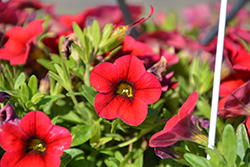 Lindura Red Calibrachoa (Calibrachoa 'Lindura Red') at Lakeshore Garden Centres