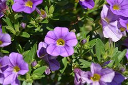 Lindura Light Blue Calibrachoa (Calibrachoa 'Lindura Light Blue') at Lakeshore Garden Centres