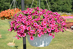 Lindura Neon Calibrachoa (Calibrachoa 'Lindura Neon') at Lakeshore Garden Centres