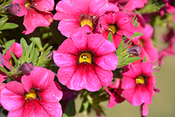 Lindura Neon Calibrachoa (Calibrachoa 'Lindura Neon') at Lakeshore Garden Centres