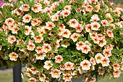 Volcano Sunrise Calibrachoa (Calibrachoa 'Volcano Sunrise') at Lakeshore Garden Centres